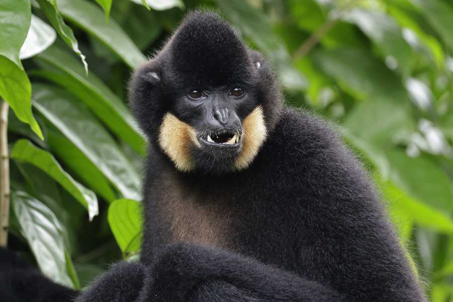 Gibbon Island Keeper Talk