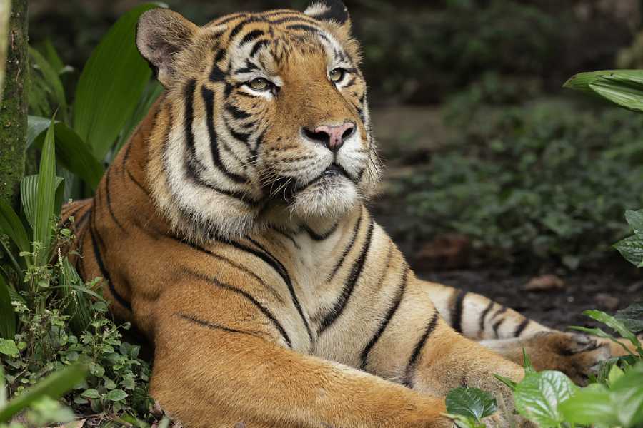 Malayan Tiger Keeper Talk