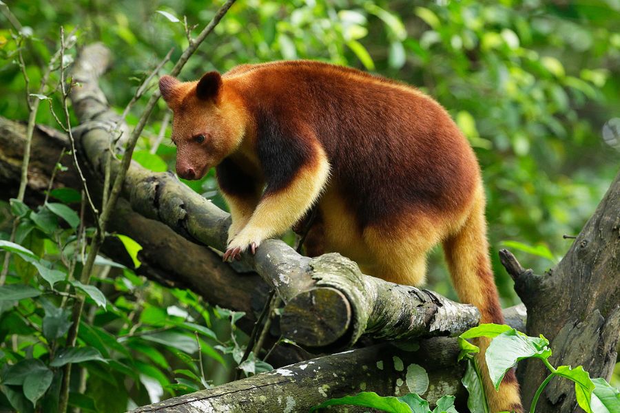 Tree Kangaroo Keeper Talk