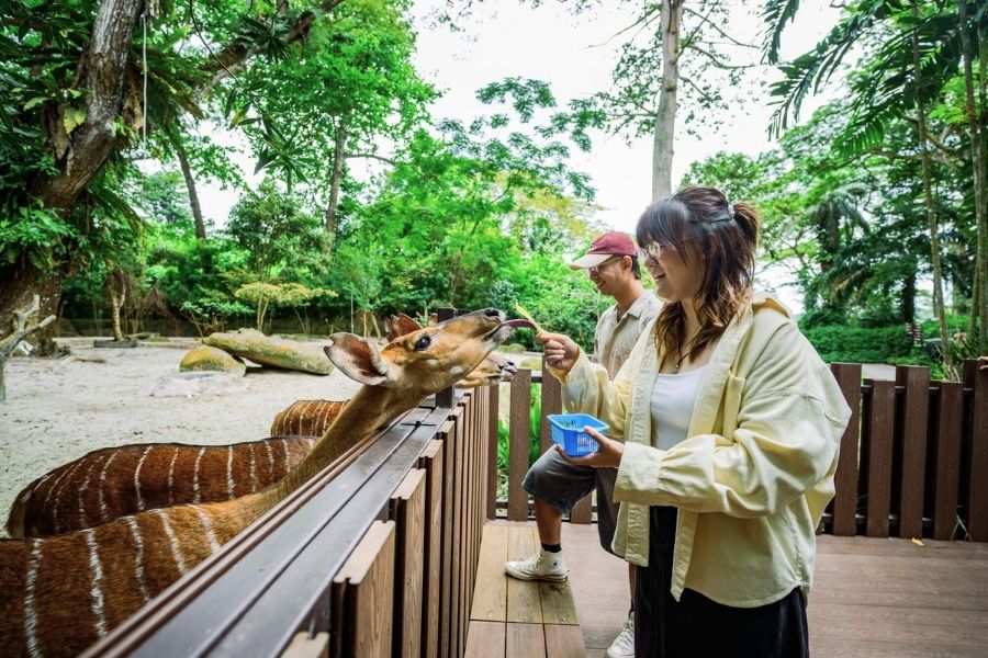 Nyala Feeding