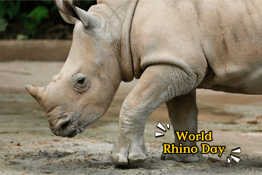 Rhino Discovery Booth