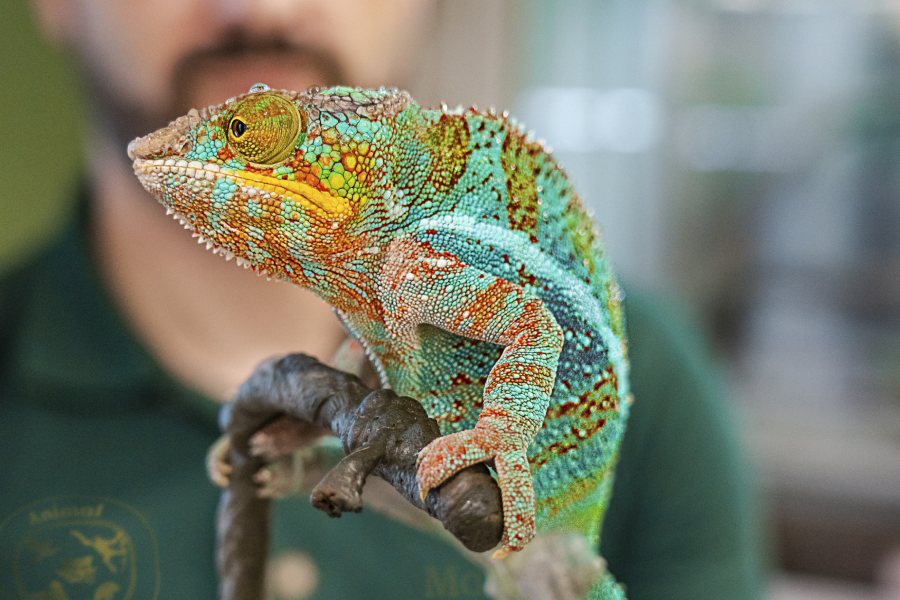 /content/dam/mandai/singapore-zoo/tours/reptopia-tour-900x6001.jpg