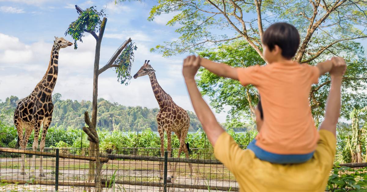 Singapore Zoo - World's Best Rainforest Zoo | Mandai Wildlife Reserve