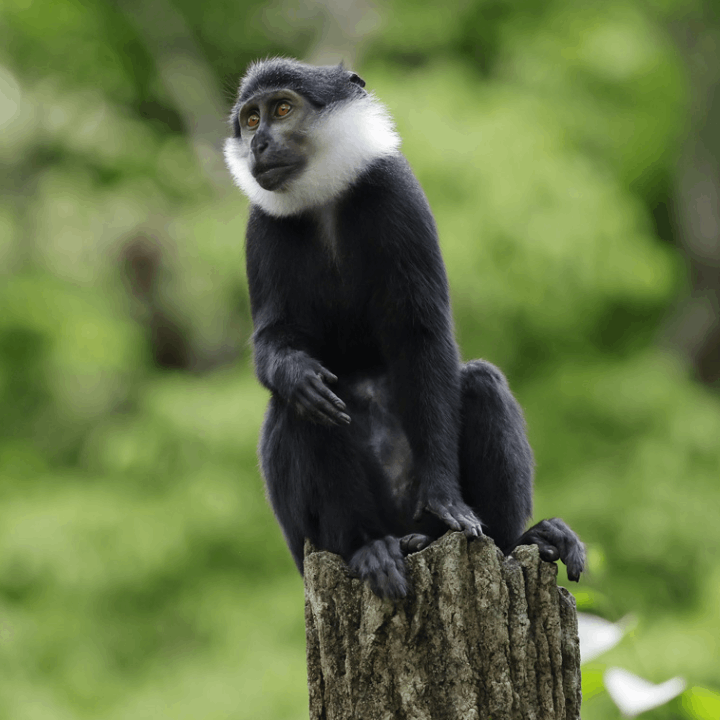 Animals and Zones - Singapore Zoo Animals and Zones - Singapore Zoo