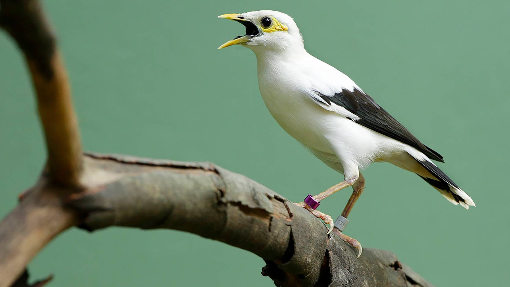 Black-winged Myna - Jurong Bird Park