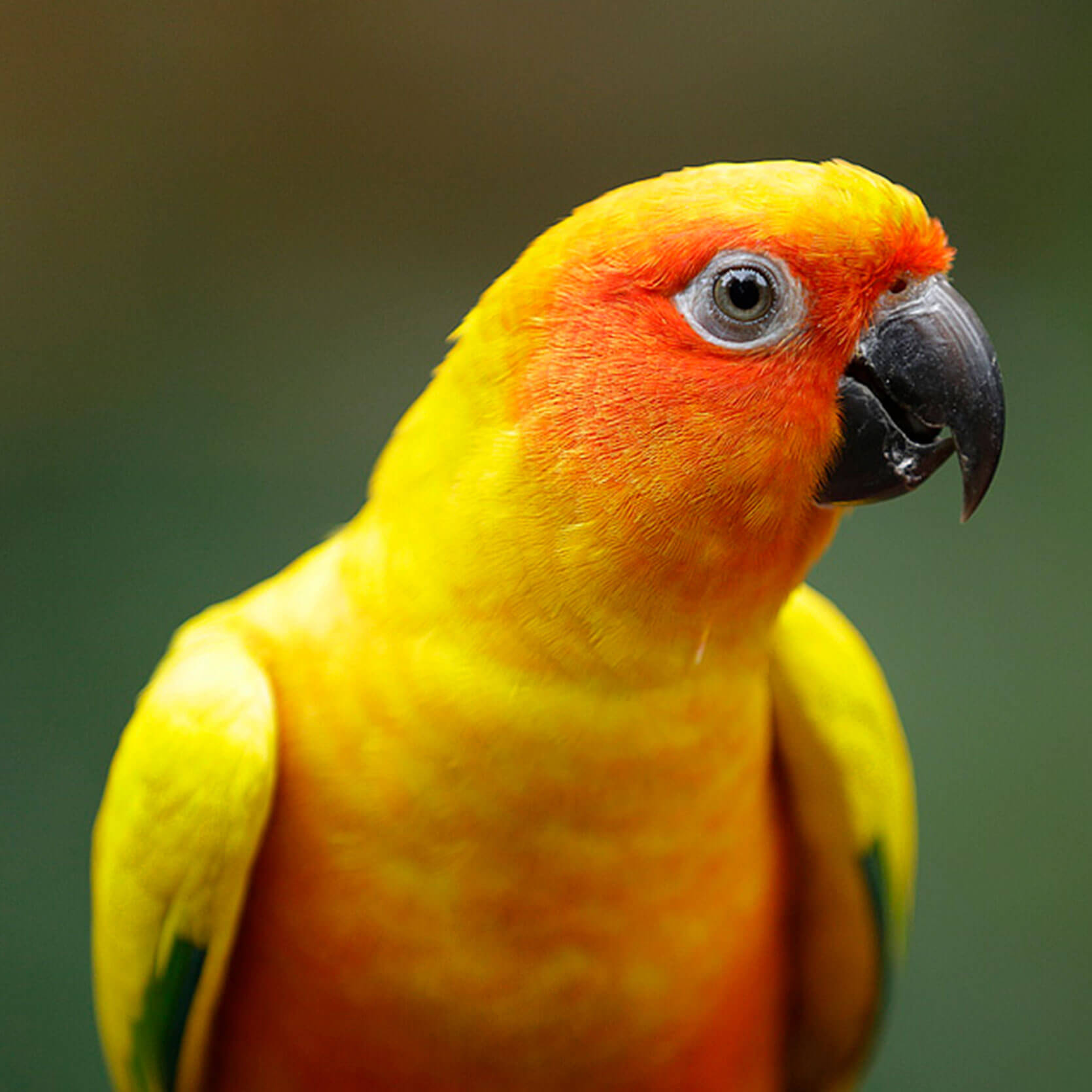Sun Parakeet Jurong Bird Park