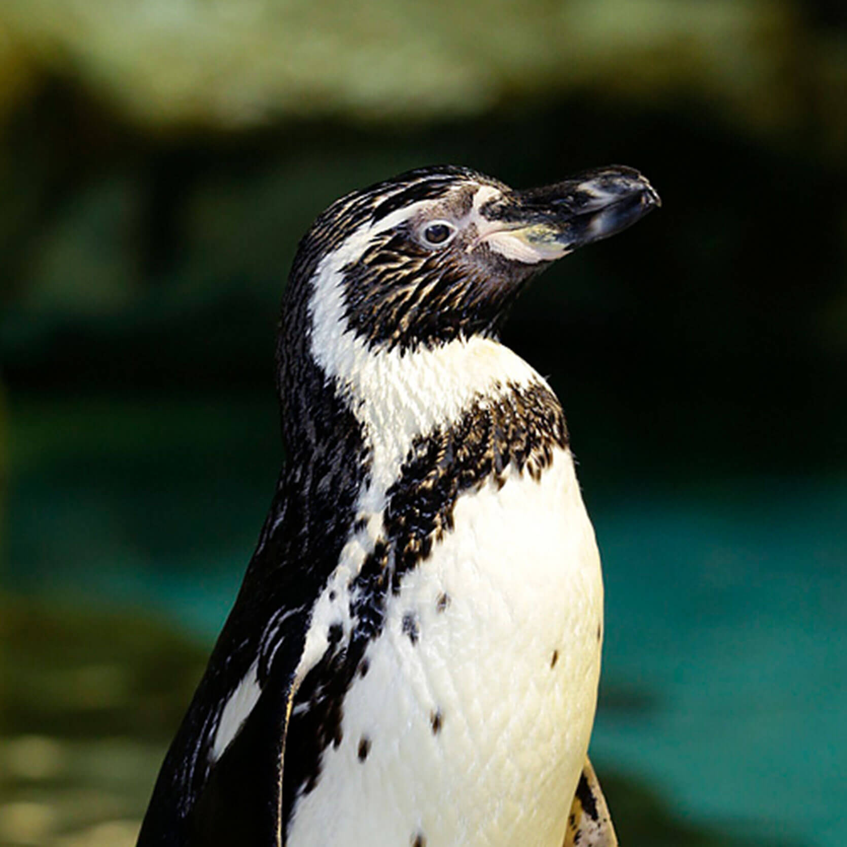 Humboldt Penguin - Jurong Bird Park
