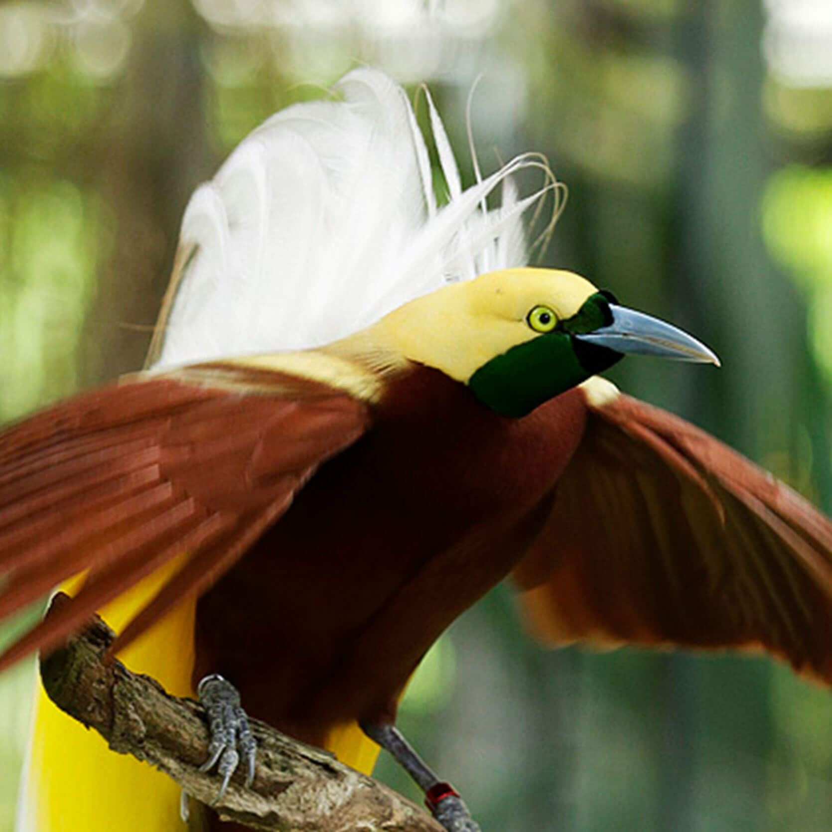 Gallery Photos of "Birds Of Paradise Jurong Bird Park Wildlife Reserve...