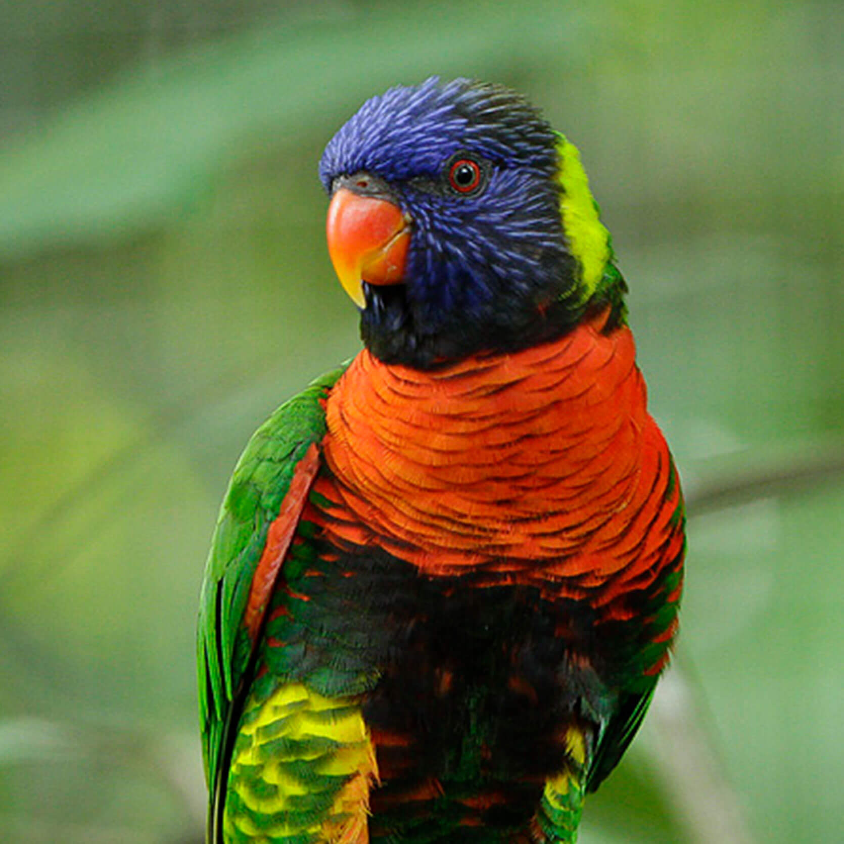 Rainbow Lorikeet Jurong Bird Park