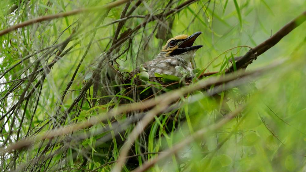 让仅存的黄冠鹎在这里安家落户