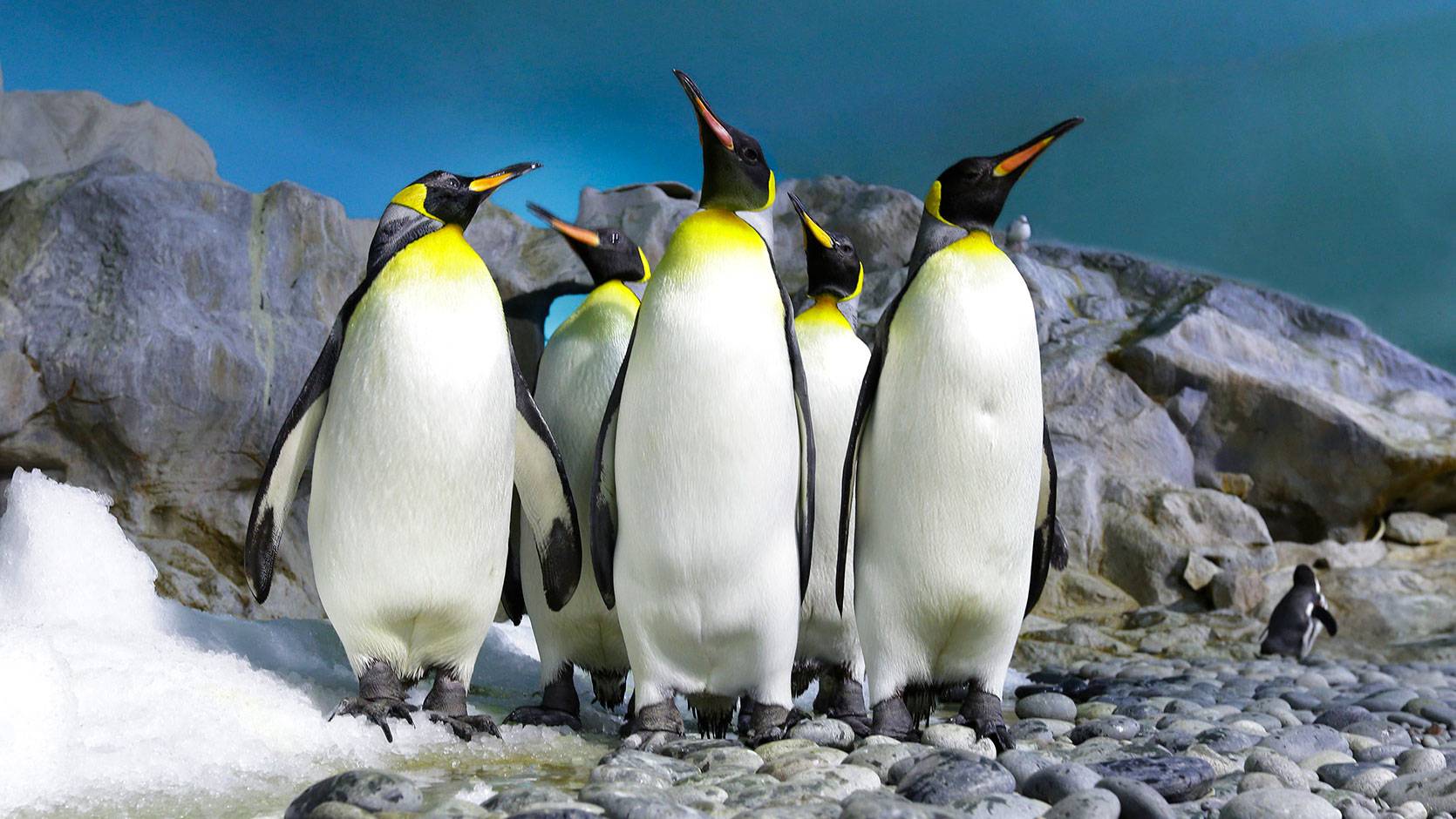 Penguin Coast - Jurong Bird Park