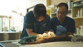 Vet Care and Nutritious Meals