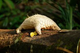 Conservation Programmes