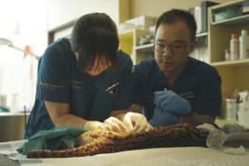 Vet Care and Nutritious Meals