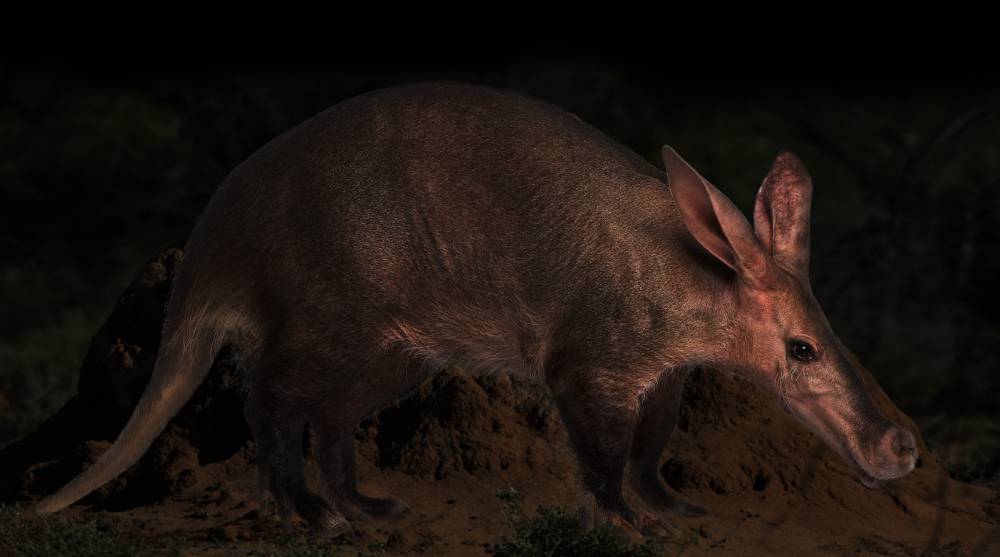 Ark for the aardvarks