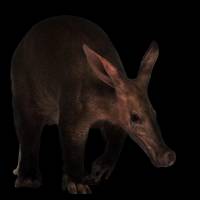 Aardvark
