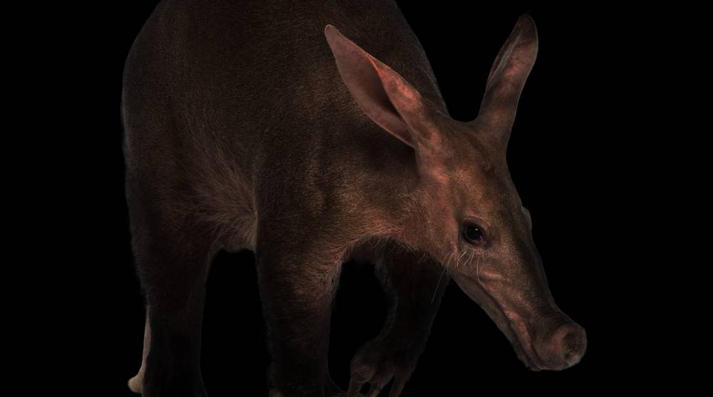 Aardvark