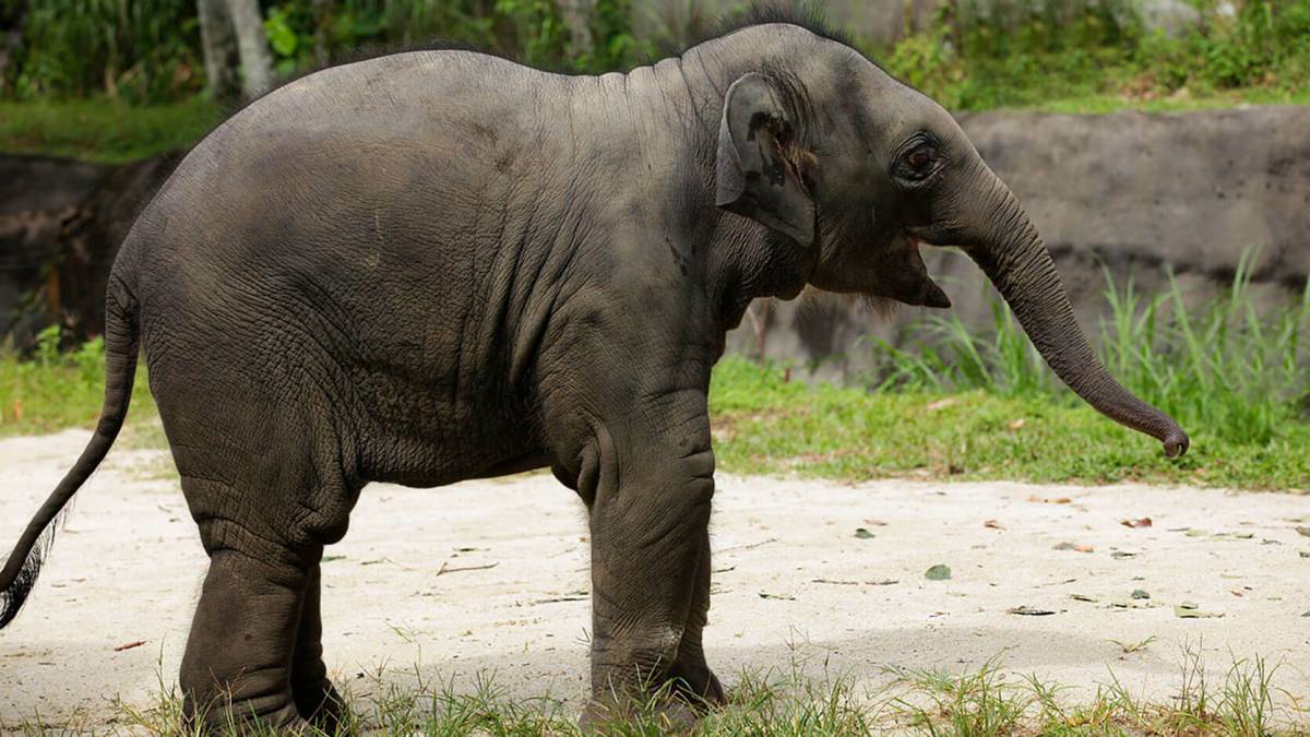 How is Neha doing in elephant 'kindergarten'?