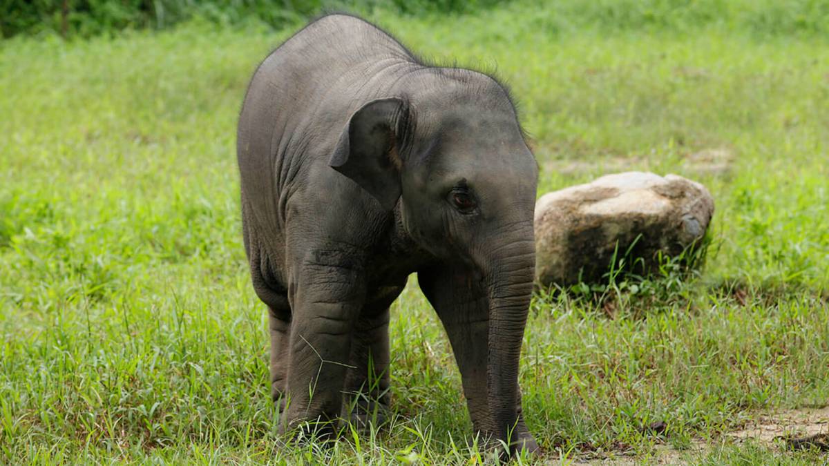 Could you share more about the other elephants?