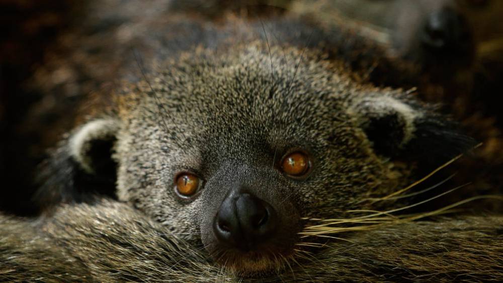 Safeguarding Species