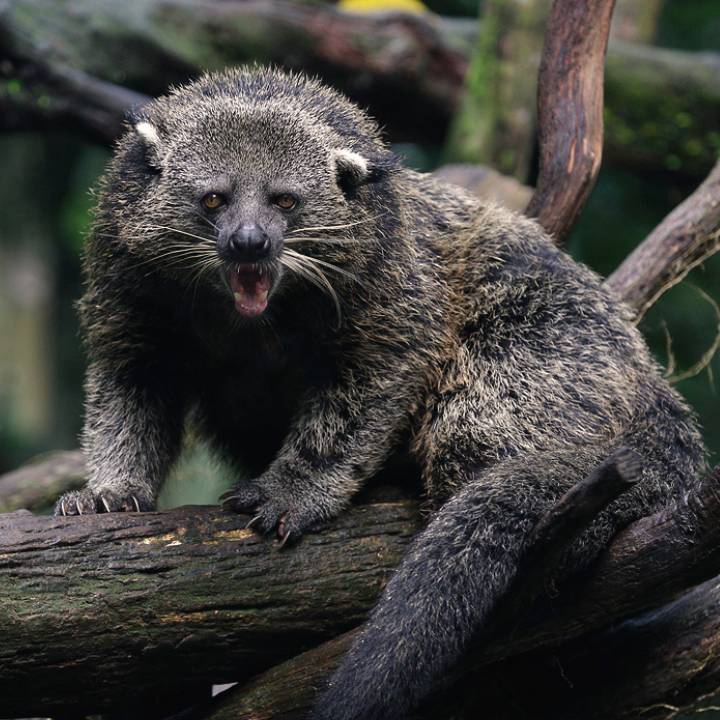 Binturong