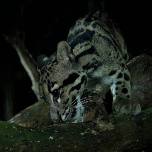 Clouded leopard