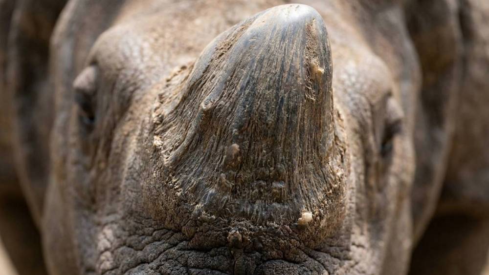 macro shot of an Indian rhino horm