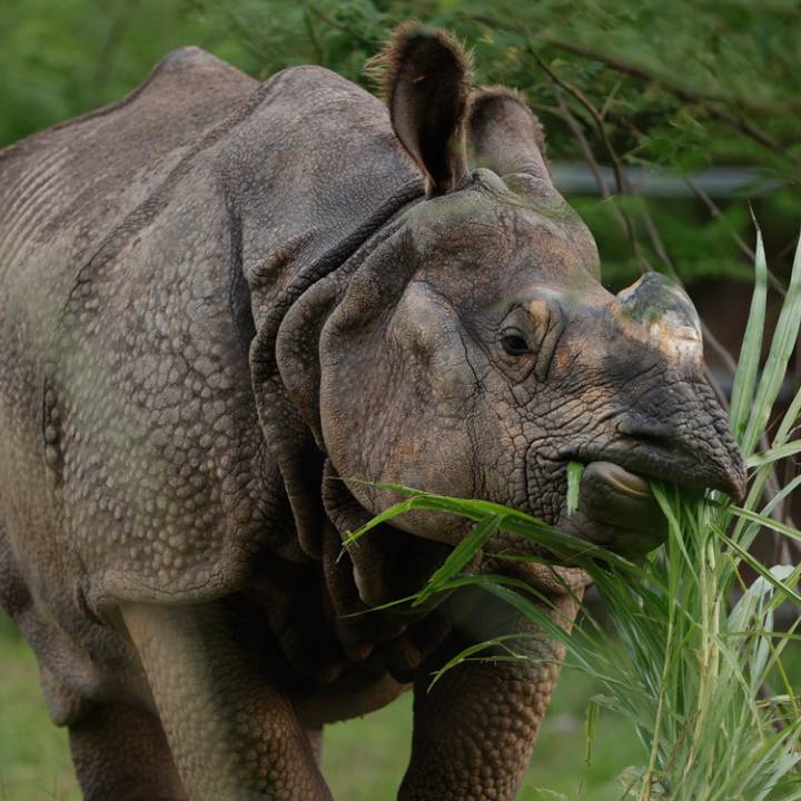 Indian Rhinoceros