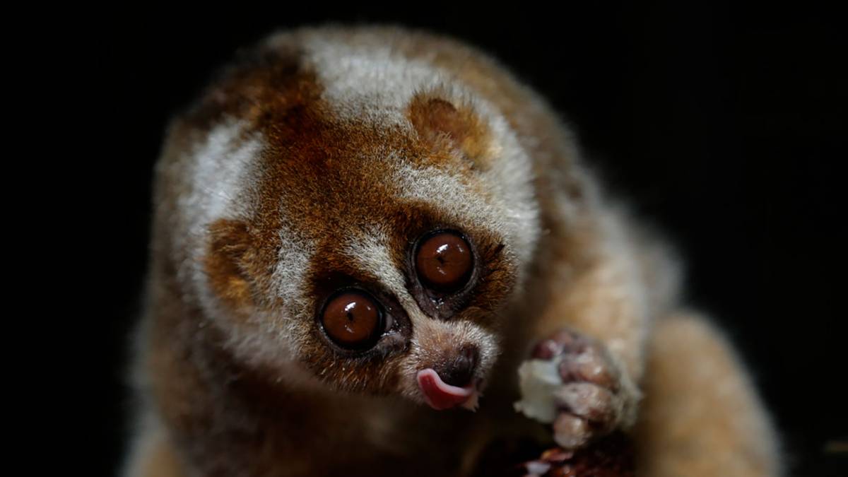 Javan slow loris