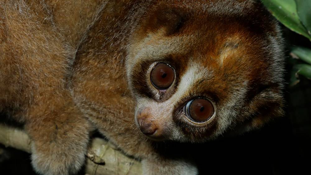 Caught for the pet trade