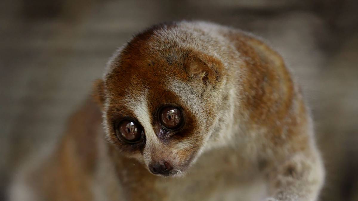 Javan slow loris