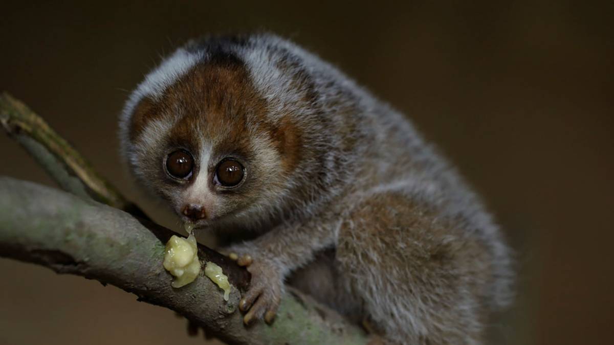 Javan slow loris