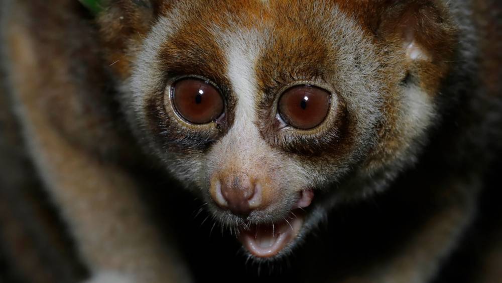 Javan slow loris