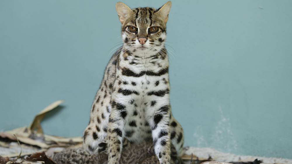 leopard cat sitting