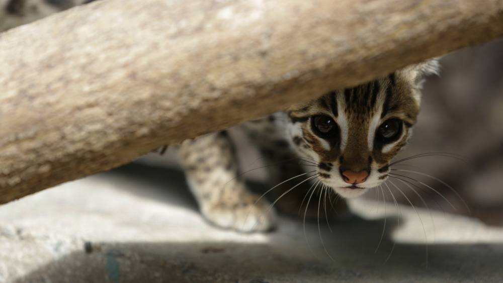 leopard cat hiding under branch