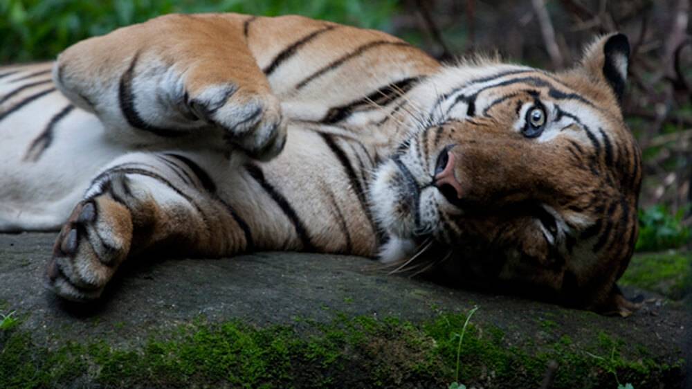 Malayan Tiger - Night Safari