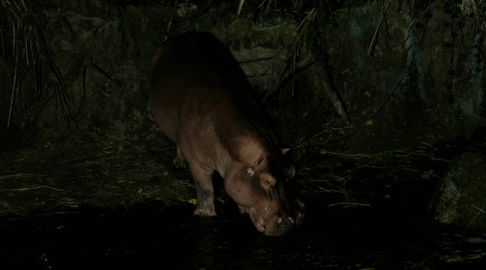 Land feeders by night
