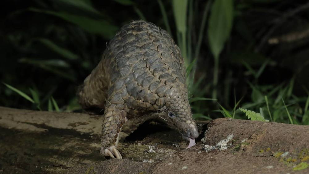 Pangolin licking for ants