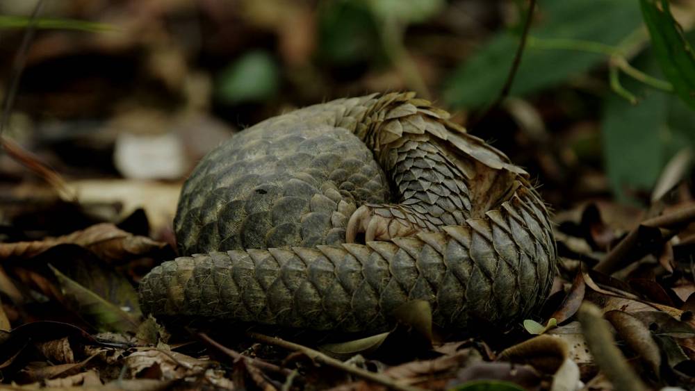 Curled up pangolin