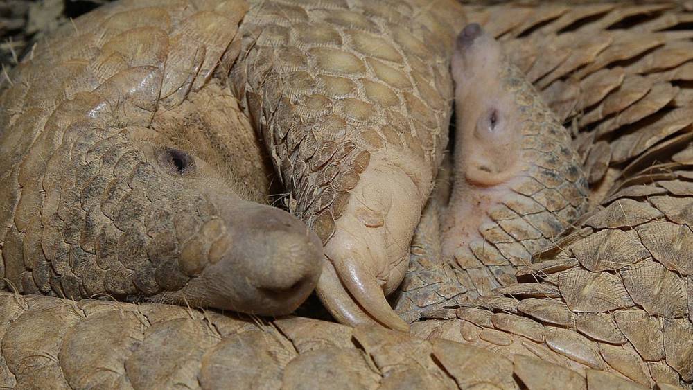 Mother pangolin with her pup