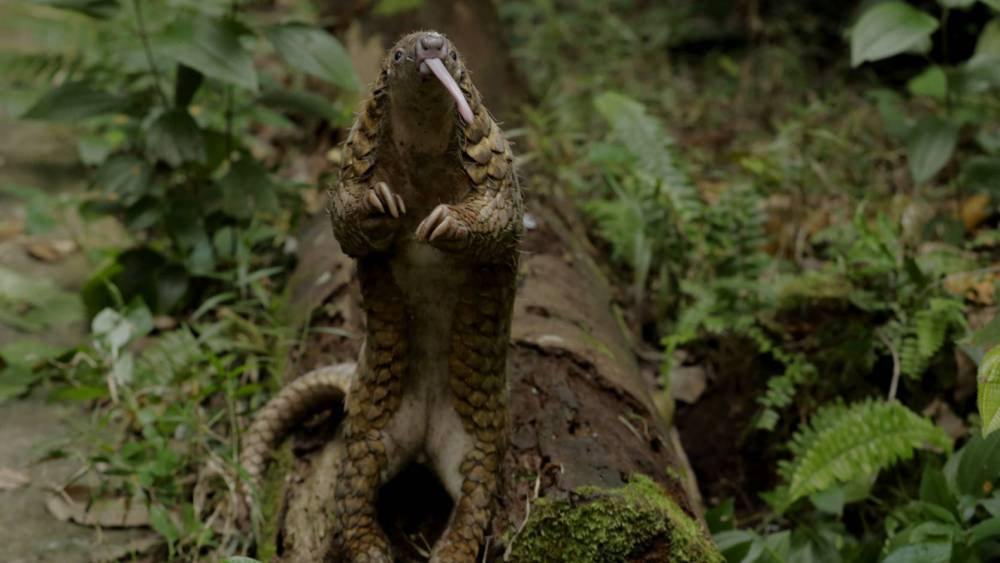 Pangolin sticking its long tongue out