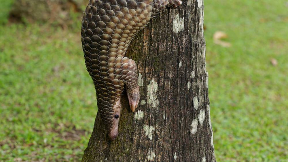 Healthy poop, healthy pangolin