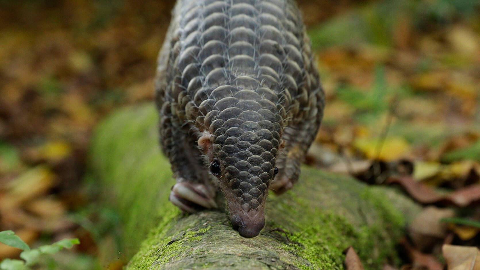 Sunda Pangolin - Night Safari