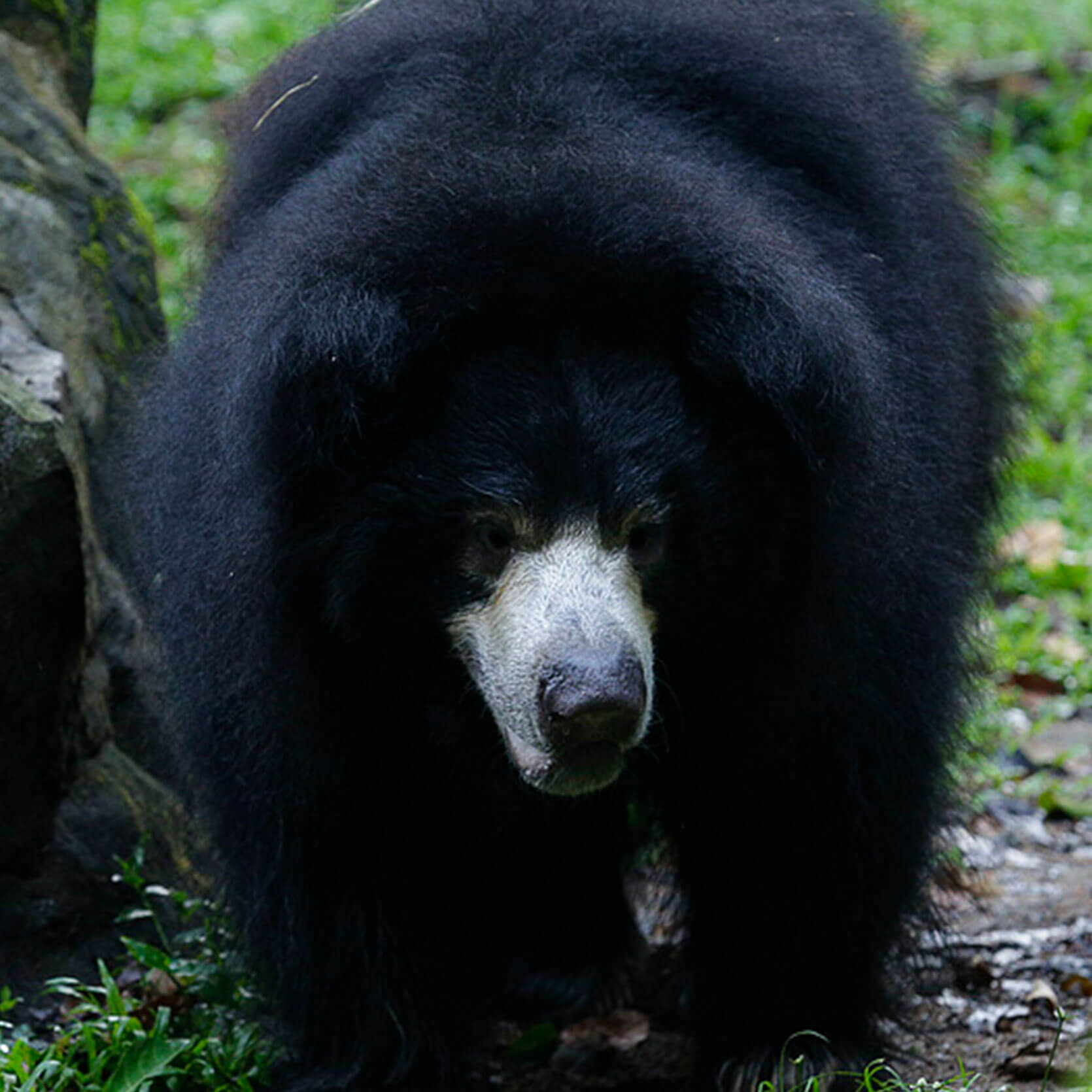 Sloth Bear - Night Safari