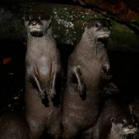 Asian Small Clawed Otter