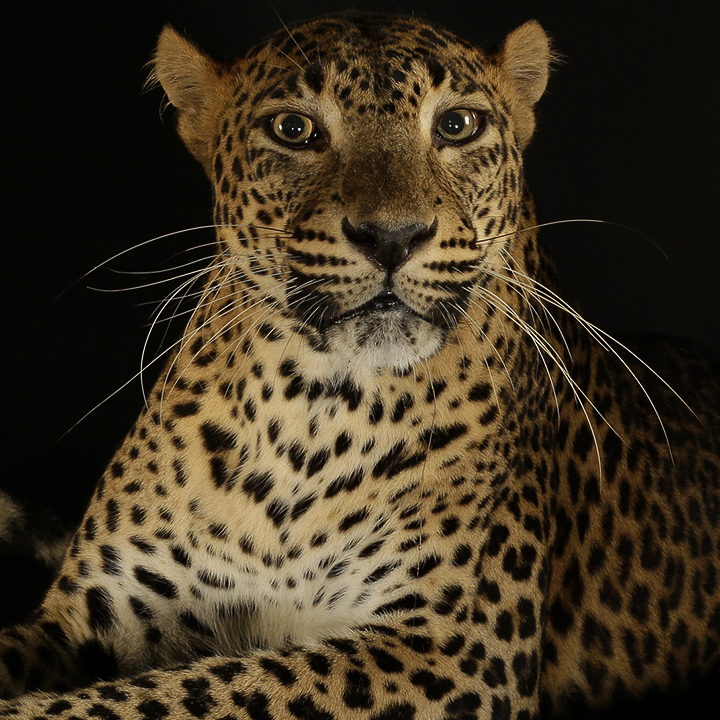 Leopard Trail