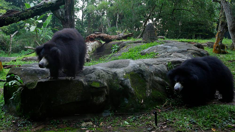 Dancing bears no more