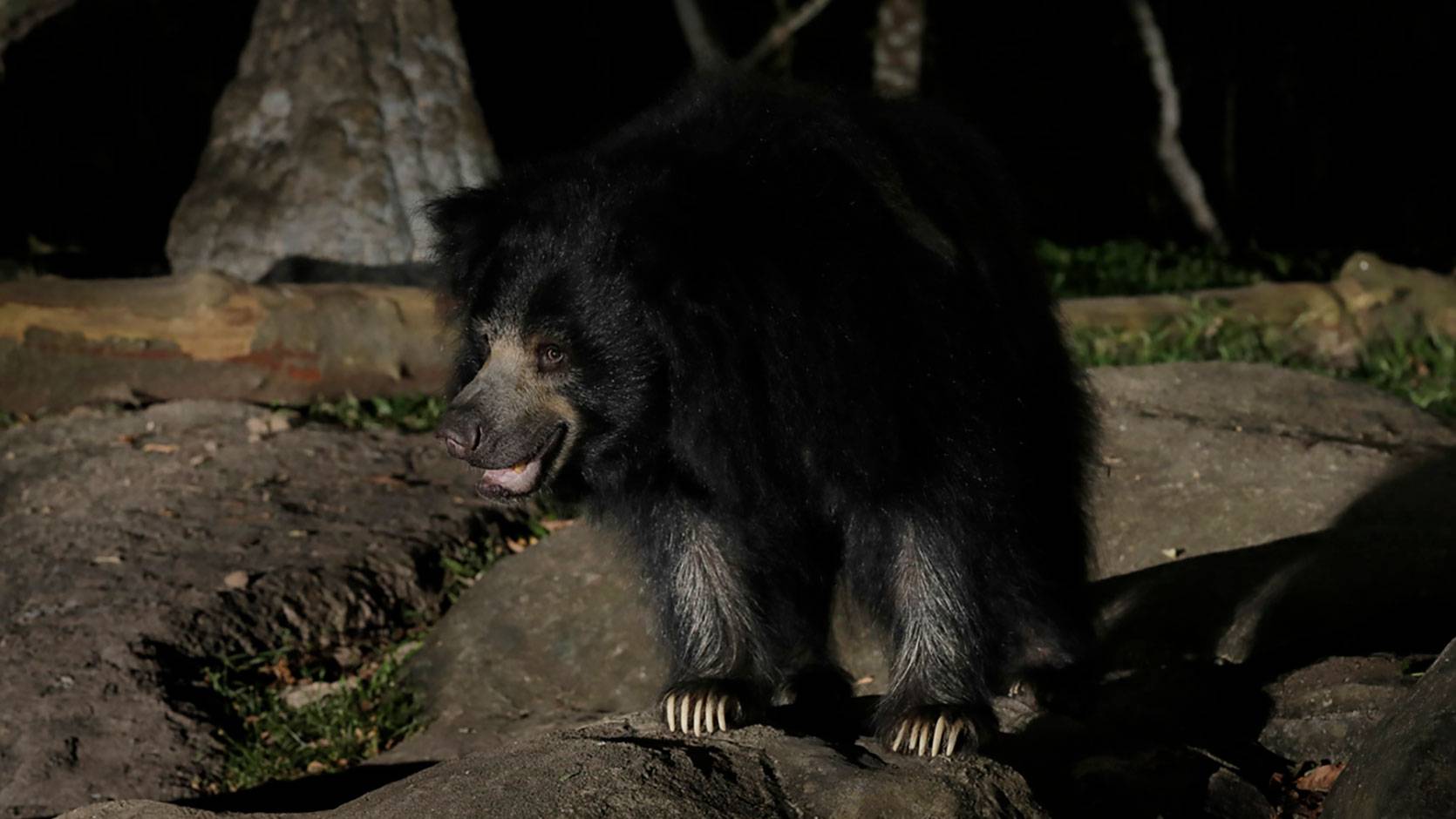 Sloth Bear - Night Safari