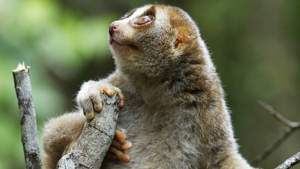 slow loris on tree