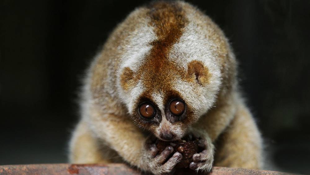 slow loris eating fruit